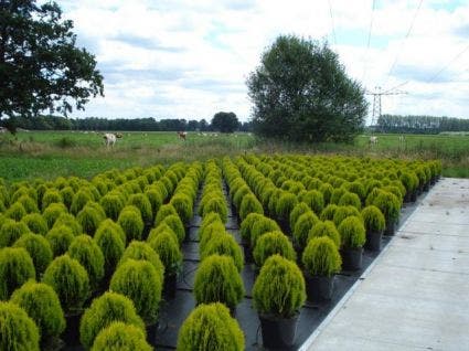  Levensboom (Thuja Orientalis 'Aurea Nana')
