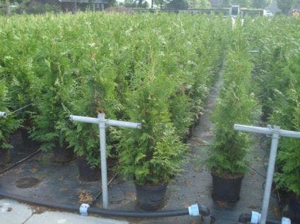  Reuzenlevensboom (Thuja Plicata 'Excelsa')