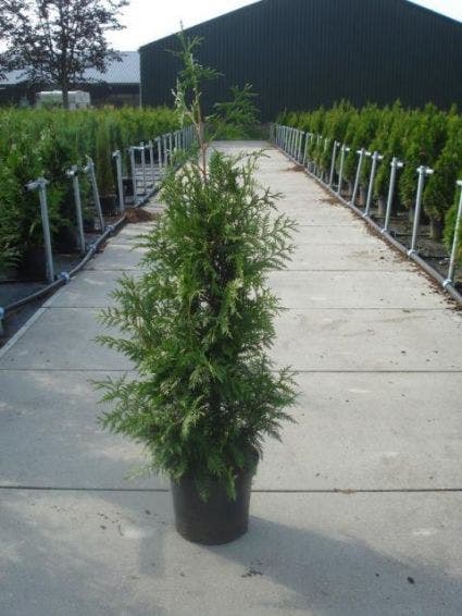  Reuzenlevensboom (Thuja Plicata 'Excelsa')