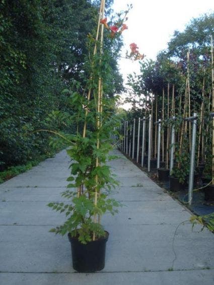  Trompetbloem (Campsis Tagliabuana 'Mme Galen')