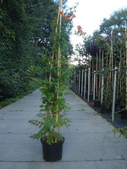  Trompetbloem (Campsis Tagliabuana 'Mme Galen')