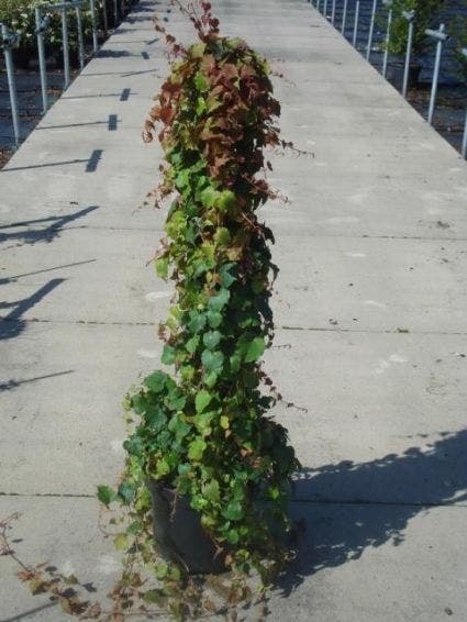  Wingerd (Parthenocissus Tricuspidata 'Veitchii')
