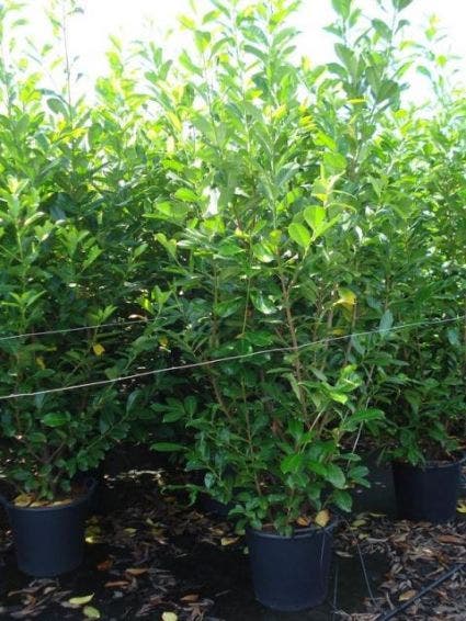  Laurier (Prunus Laurocerasus 'Rotundifolia')