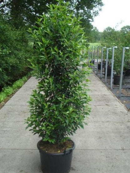  Portugese Laurier (Prunus Lusitanica 'Angustifolia')