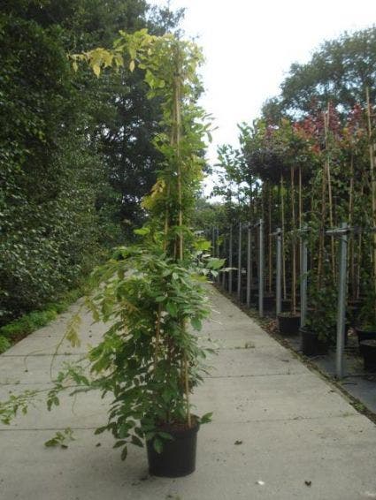  Blauwe Regen (Wisteria Sinensis)