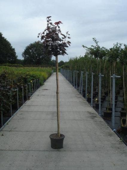  Noorse Esdoorn (Acer Platanoides 'Crimson Sentry')