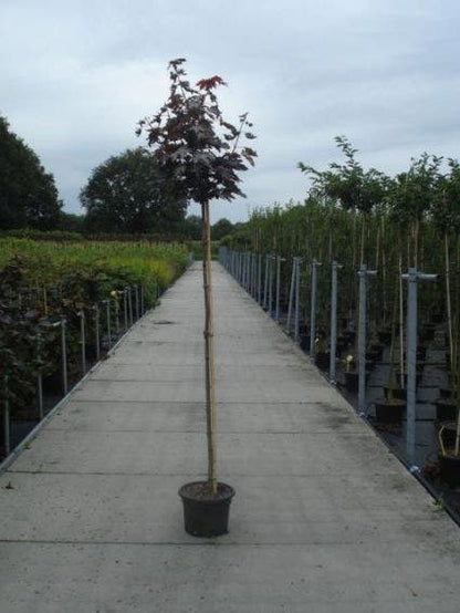  Noorse Esdoorn (Acer Platanoides 'Crimson Sentry')