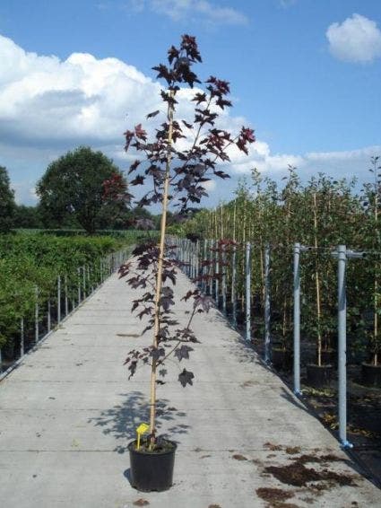  Noorse Esdoorn (Acer Platanoides 'Royal Red')
