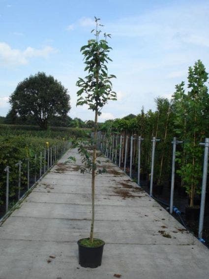  Krentenboom (Amelanchier Arborea 'Robin Hill')