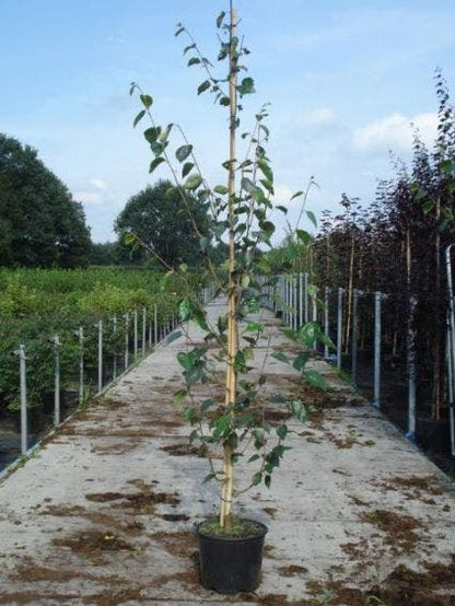  Witte Berk (Betula Utilis 'Doorenbos')