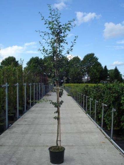  Rode Meidoorn (Crataegus Laevigata 'Paul's Scarlet')