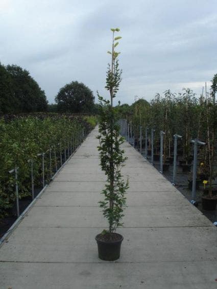  Gele Zuilbeuk (Fagus Sylvatica 'Dawyck Gold')