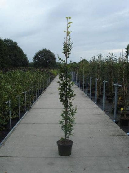  Gele Zuilbeuk (Fagus Sylvatica 'Dawyck Gold')