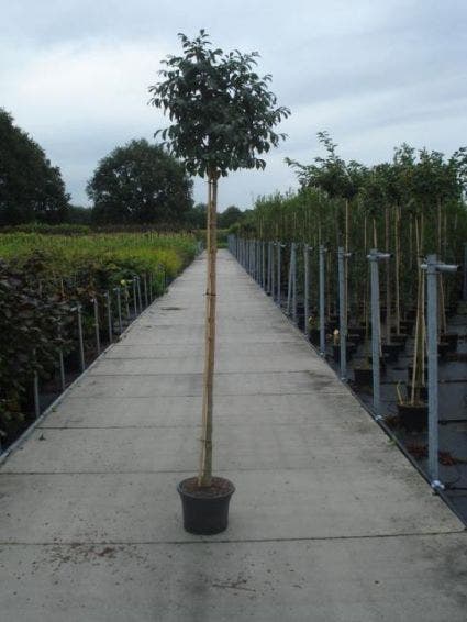  Pluim Es (Fraxinus Ornus 'Meczek')
