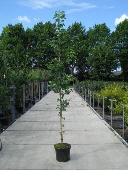  Japanse Notenboom (Ginkgo Biloba)