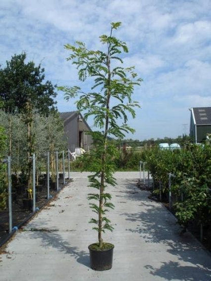  Geelbladige Christusdoorn (Gleditsia Triacanthos 'Sunburst')
