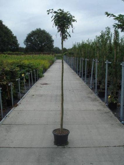  Gouden Regen Als Boom (Laburnum Watereri 'Vossii')
