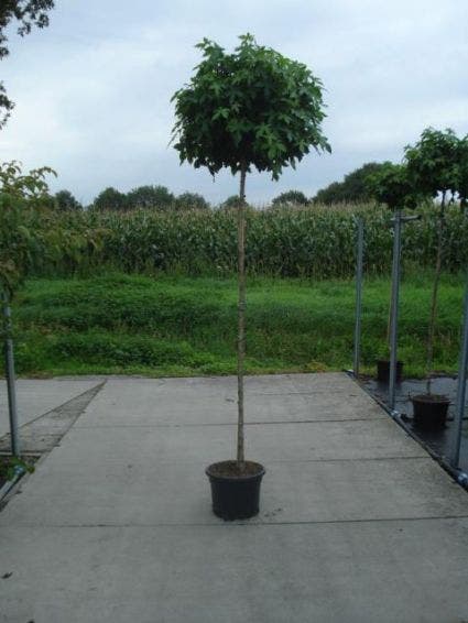  Amberboom Op Stam (Liquidambar 'Gum Ball')