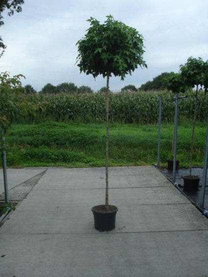  Amberboom Op Stam (Liquidambar 'Gum Ball')