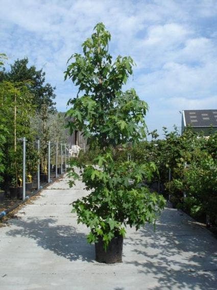  Amberboom Als Struik (Liquidambar Styraciflua)
