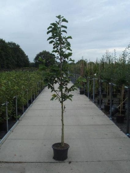  Beverboom (Magnolia Kobus)
