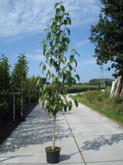  Beverboom (Magnolia Kobus)