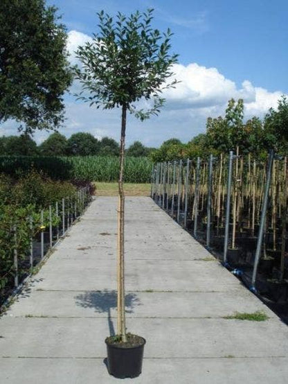  Bolprunus (Prunus Eminens 'Umbraculifera')