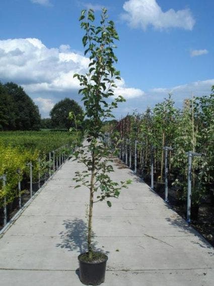  Chinese Sierpeer (Pyrus Calleryana 'Chanticleer')