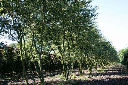  Krentenboom Als Struik (Amelanchier Lamarckii)