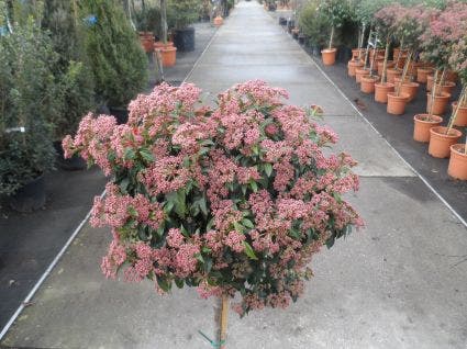  Sneeuwbal Op Stam (Viburnum Tinus 'Eve Price')
