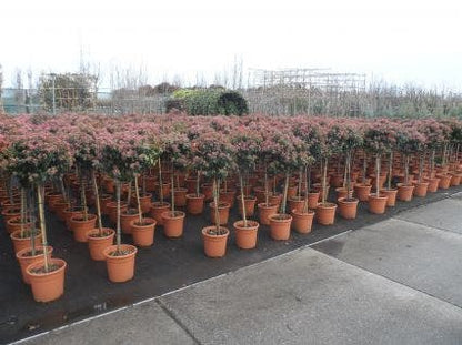  Sneeuwbal Op Stam (Viburnum Tinus 'Eve Price')