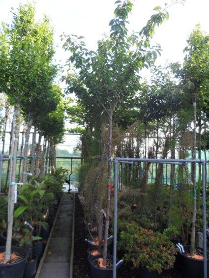  Japanse Sierkers (Prunus Serrulata 'Kanzan')
