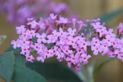  Vlinderstruik (Buddleja Davidii 'Ille De France')