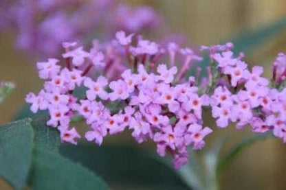  Vlinderstruik (Buddleja Davidii 'Ille De France')