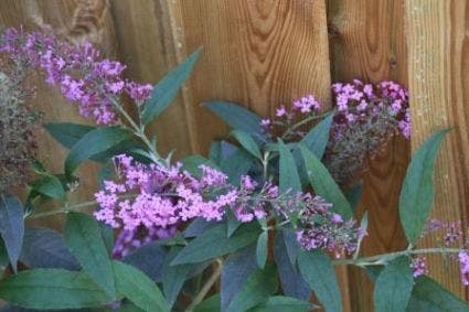 Vlinderstruik (Buddleja Davidii 'Ille De France')