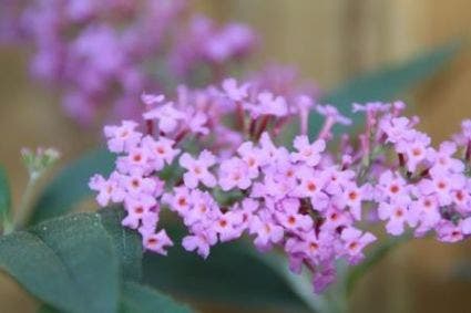  Vlinderstruik (Buddleja Davidii 'Ille De France')