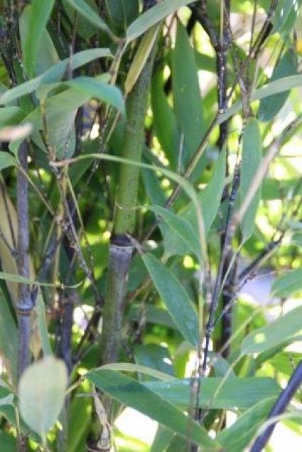  Bamboe (Phyllostachys Nigra)