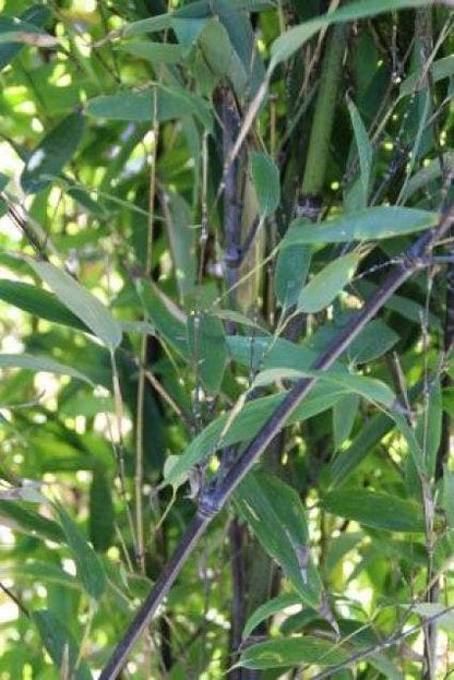  Bamboe (Phyllostachys Nigra)