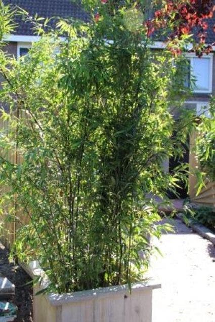  Bamboe (Phyllostachys Nigra)