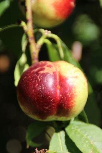  Nectarine (Prunus Persica Nucipersica)