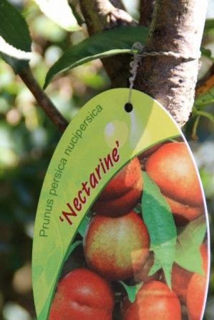  Nectarine (Prunus Persica Nucipersica)