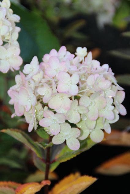  Pluimhortensia (Hydrangea Paniculata 'Bombshell')