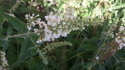  Vlinderstruik (Buddleja 'White Chip')