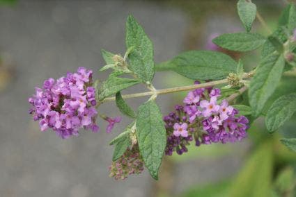  Vlinderstruik (Buddleja 'Lilac Chip')