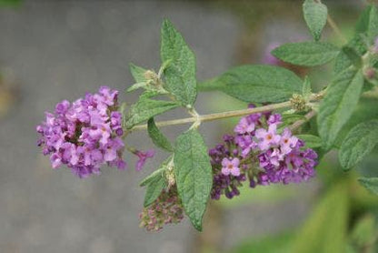  Vlinderstruik (Buddleja 'Lilac Chip')