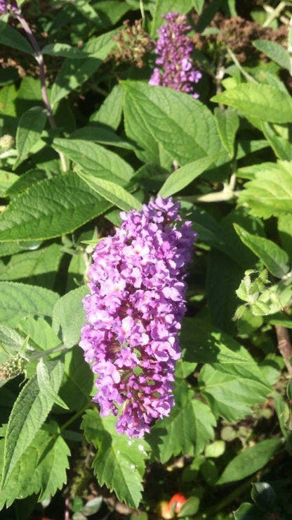  Vlinderstruik (Buddleja 'Lilac Chip')