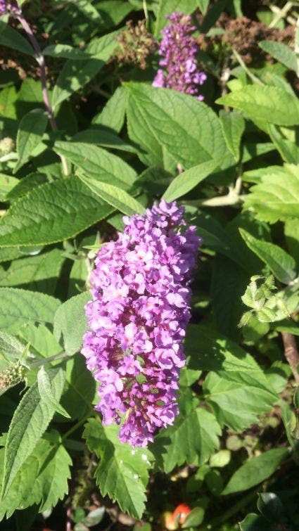  Vlinderstruik (Buddleja 'Lilac Chip')