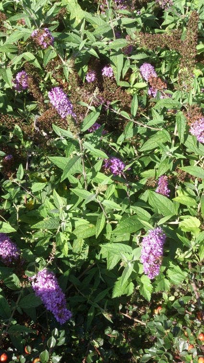  Vlinderstruik (Buddleja 'Lilac Chip')