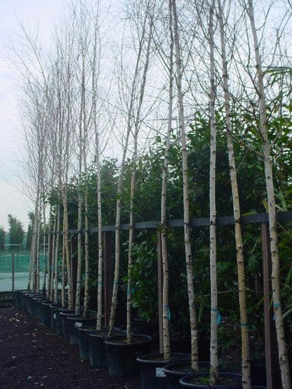  Witte Berk (Betula Utilis Jacquemontii)