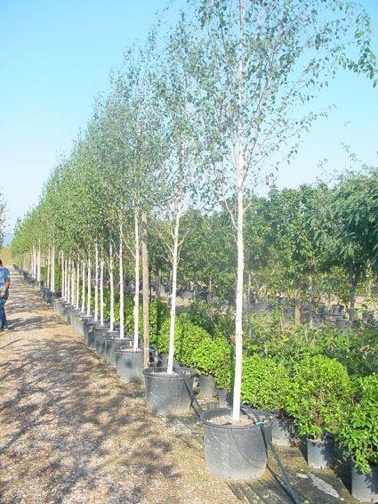  Witte Berk (Betula Utilis Jacquemontii)